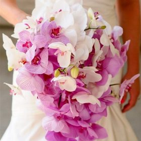 hoa cưới hoa lan hồ điệp